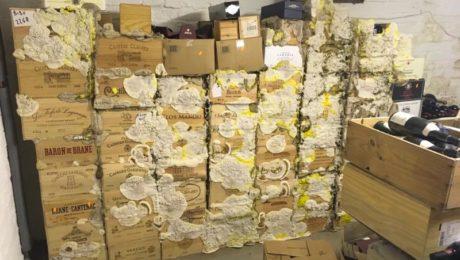 Dry rot fungi forming on wine boxes in wine cellar