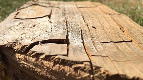 Affected Timber