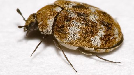 Closeup image of a carpet beetle