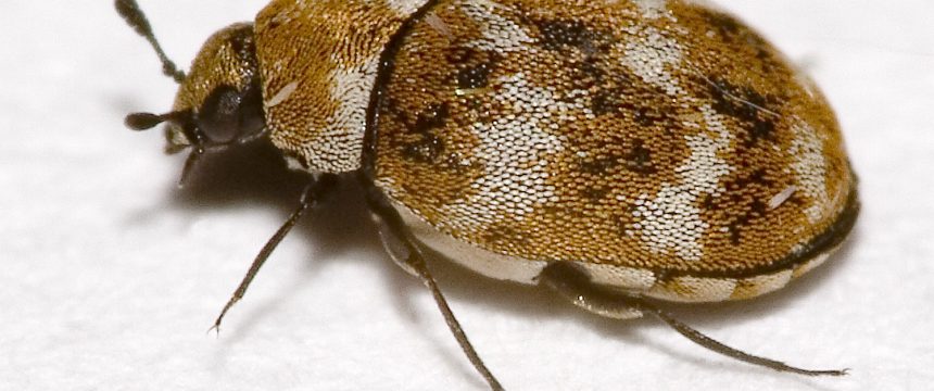 Closeup image of a carpet beetle