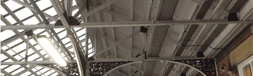 Closeup of a Pidgeon