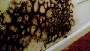 Closeup of heavy black mould growth on a wall