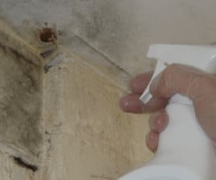 Black mould removal spray