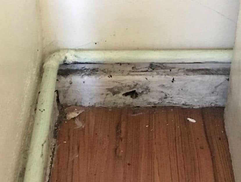 Closeup of black spot mould on a skirting board