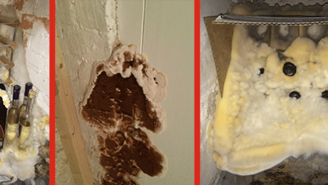 Dry Rot Treatment Diagram