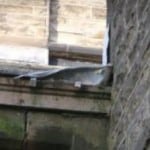 Closeup of rain gutters on outside of a property