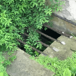 A coal chute blocked with vegetation