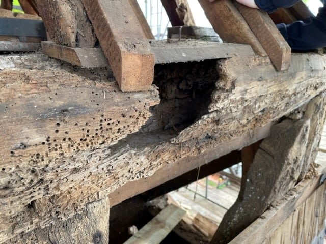 Damage afflicted by common furniture beetle