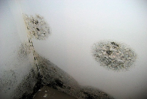 Black spot mould forming from condensation on interior wall