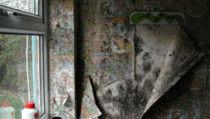 Damaged wallpaper as a result of damp