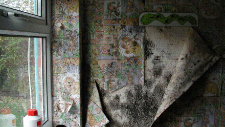 Peeling wallpaper revealing black mould from damp