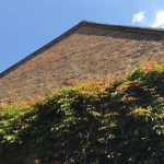 Ivy growing up the side of a house