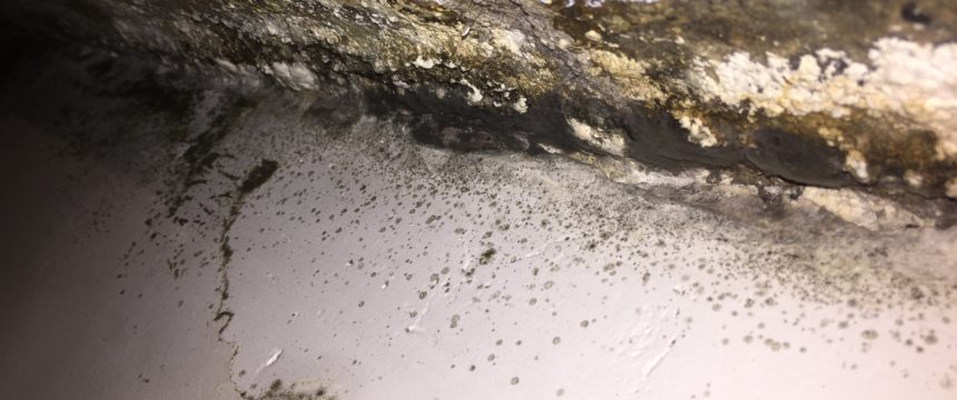 Damp and black mould formed on windowsill