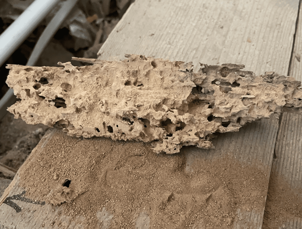 Death watch beetle infested timber