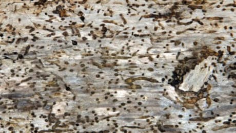 Death watch beetle infested log