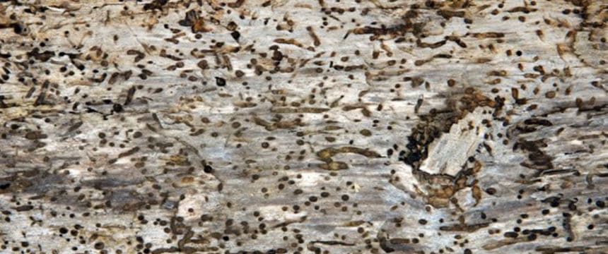 Death watch beetle infested log