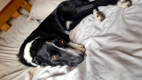 A dog lying on a bed happily