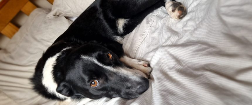 A dog lying on a bed happily
