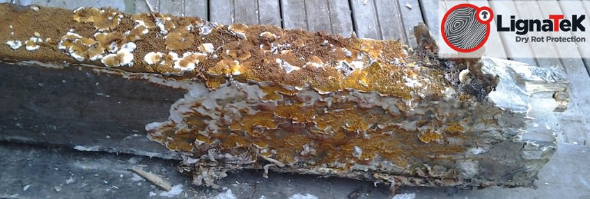 Dry rot mould attacking timber beam