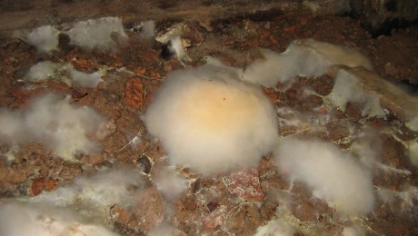 Closeup of mycelium caused by dry rot in a sub floor void