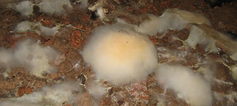 Closeup of mycelium caused by dry rot in a sub floor void