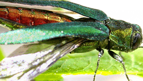 Emerald Ash Borer