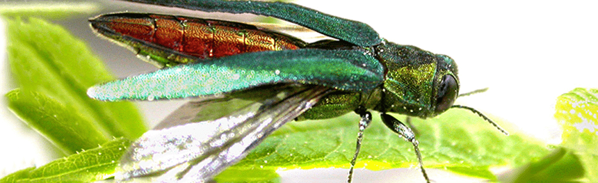Emerald Ash Borer