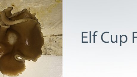 Elf cup fungus on a wall