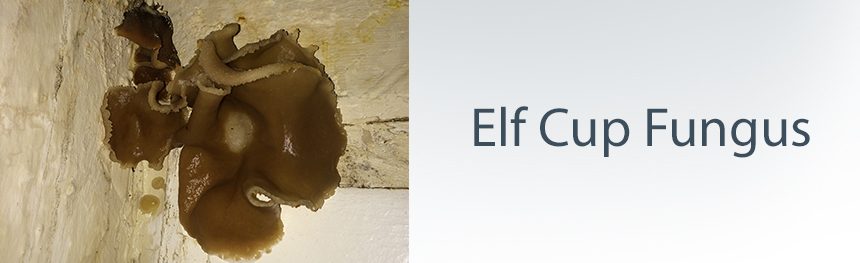 Elf cup fungus on a wall