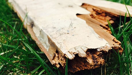Wet Rot affecting floorboard