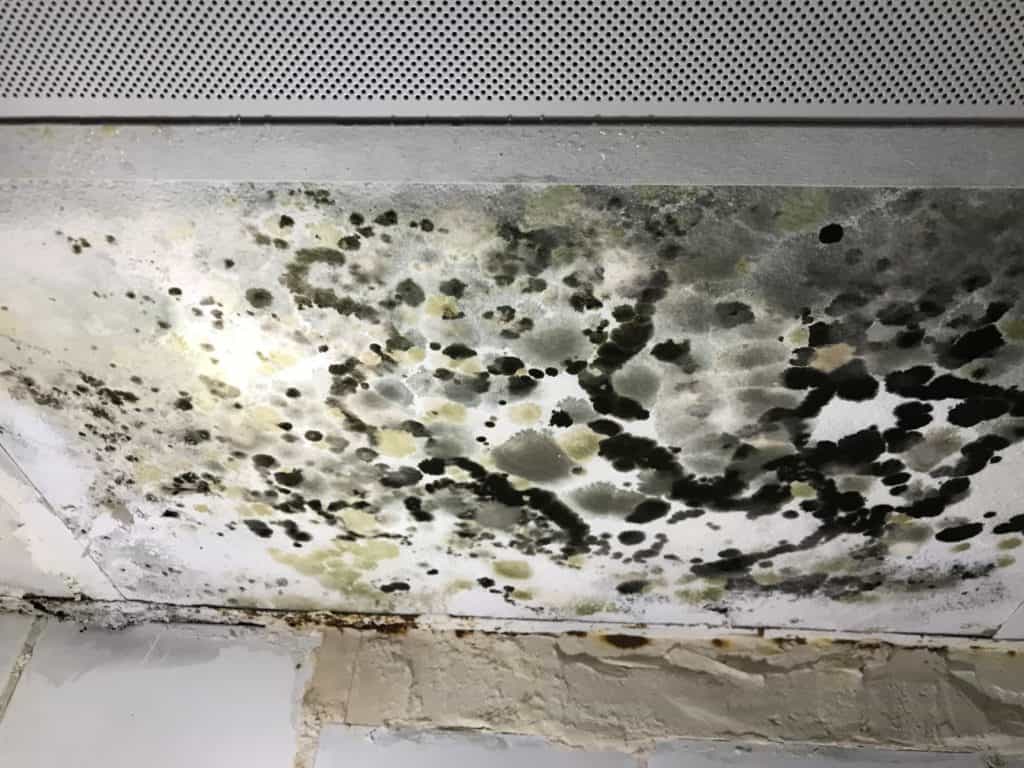 Heavy black mould formed on house ceiling
