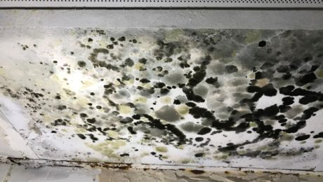 Heavy black mould formed on house ceiling