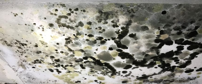 Heavy black mould formed on house ceiling