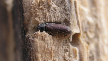 Closeup of a woodworm beetle on a timber
