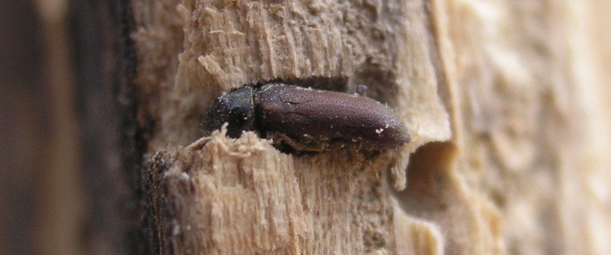 Closeup of a woodworm beetle on a timber