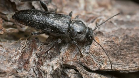 House Longhorn beetle on piece of wood
