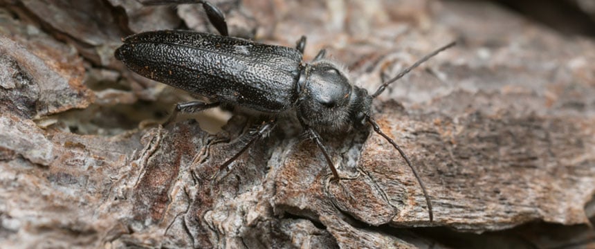 House Longhorn beetle on piece of wood