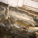 Dry rot attacking timber Dry rot attacking timber