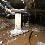 Dry rot spores in a basement Dry rot spores in a basement