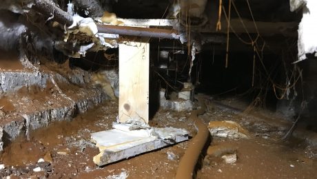 Dry rot spores in a basement
