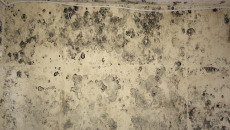 Condensation black mould on interior walls in house