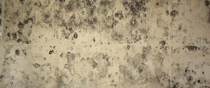 Condensation black mould on interior walls in house