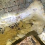 Dry Rot Mycelium