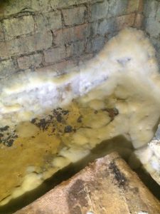Dry Rot Mycelium