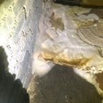 Dry Rot Mycelium
