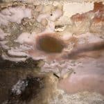 Dry rot fruiting body in a basement Dry rot fruiting body in a basement