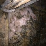 Dry rot attacking a wooden beam in a basement Dry rot attacking a wooden beam in a basement