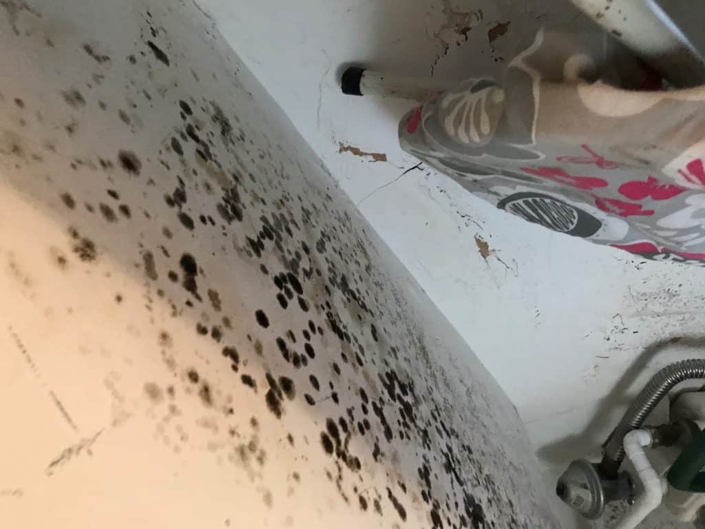 Closeup view of black mould growth on a wall within a property