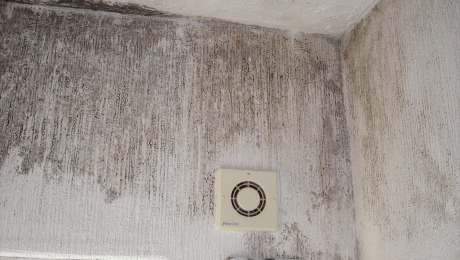 Wall with black mould growing on the wall