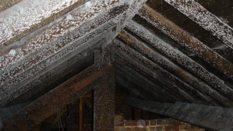 Mould growing on roof beams cause by condensation